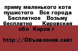 приму маленького кота пушистого - Все города Бесплатное » Возьму бесплатно   . Кировская обл.,Киров г.